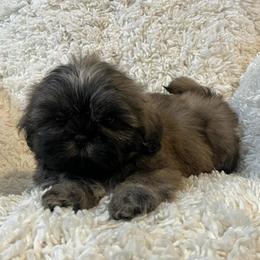 AKC Bradshaw - Brindle male Shih Tzu puppy in Greenville, South Carolina from Babyface Shih Tzu