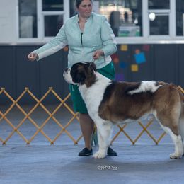 Saint Bernard All Grown Up from Metal Saints