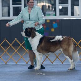 Saint Bernard All Grown Up from Metal Saints