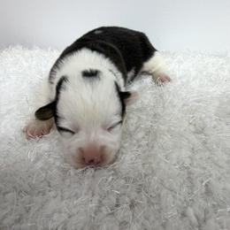 Indy - Black and tan female Pembroke Welsh Corgi puppy in Hillsville, Virginia from Bonderosa Kennels