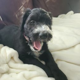 Aussiedoodle Puppies from Coastal Carolina Doodles