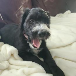 Aussiedoodle Puppies from Coastal Carolina Doodles