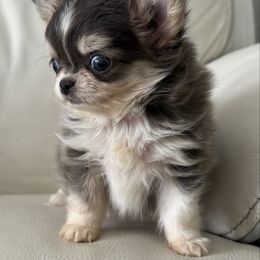 Dean - Blue and white male Chihuahua puppy in Fort Myers, Florida from Gulfshore Chihuahuas