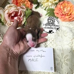 Sable - Sable male Bernedoodle puppy in Graham, Texas from 2 Rose Ranch Doodles