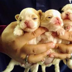 Japanese Chin Puppies from Mystike Japanese Chin