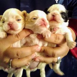 Japanese Chin Puppies from Mystike Japanese Chin