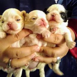 Japanese Chin Puppies from Mystike Japanese Chin