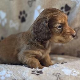 Sprout, AKC - Chocolate and cream male Dachshund puppy in Tucson, Arizona from Crowned Doxies