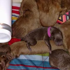Chesapeake Bay Retriever Puppies from Twin Oak's Chesapeakes