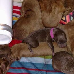 Chesapeake Bay Retriever Puppies from Twin Oak's Chesapeakes