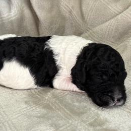 Black and White Parti 1 - Parti male Poodle puppy in Monroe, North Carolina from The Klepper Homestead