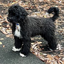 Portuguese Water Dogs from Sea Angels Portuguese Waters Dogs