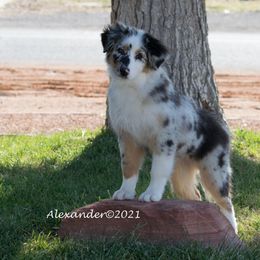 Australian Shepherd All Grown Up from Shirley Alexander's Australian Shepherds
