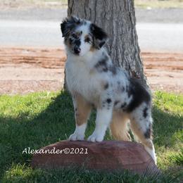 Australian Shepherd All Grown Up from Shirley Alexander's Australian Shepherds