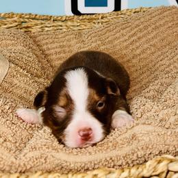 Red Tri girl - Red tri female Toy Australian Shepherd puppy in Oklahoma City, Oklahoma from Faith River Aussies