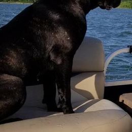 Cane Corso from Wolfcreek Cane Corsos