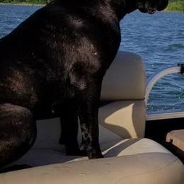 Cane Corso from Wolfcreek Cane Corsos