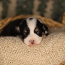 Vincent (Vince) - Black and tan male Pembroke Welsh Corgi puppy in Benton, Arkansas from High Cotton Corgis
