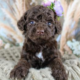 Pink collar - Chocolate female Goldendoodle puppy in Plattsburgh, New York from Adirondack Poodles Goldendoodles,Bernedoodles & Schnoodles