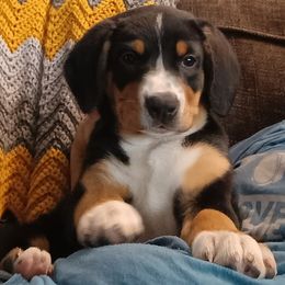 Chloe - Black white and tan female Entlebucher Mountain Dog puppy in Corvallis, Oregon from Feather Farm's Entles