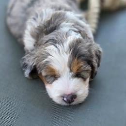 Beauty - Merle female Bernedoodle puppy in Mc Gaheysville, Virginia from Doting Doodles