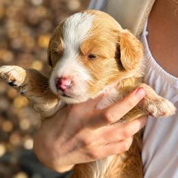 Zero - Red male Bernedoodle puppy in Springville, Utah from Oodles of Bernedoodles
