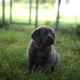 Miss Hot Pink - female Dilute Retriever puppy in Morrill, Kansas from Grimm Girls Farm