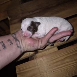 Girl 5 - Chocolate brindled fawn female Chihuahua puppy in Trout, Louisiana from Magnolia Farm's LLC