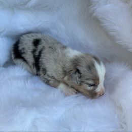 Dart - Blue merle male Australian Shepherd puppy in Mount Vernon, Texas from RJ's Aussie Posse