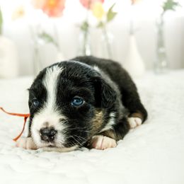 Australian Shepherd Puppies from Heaven's 9