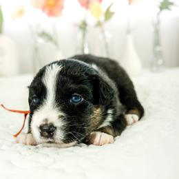 Australian Shepherd Puppies from Heaven's 9