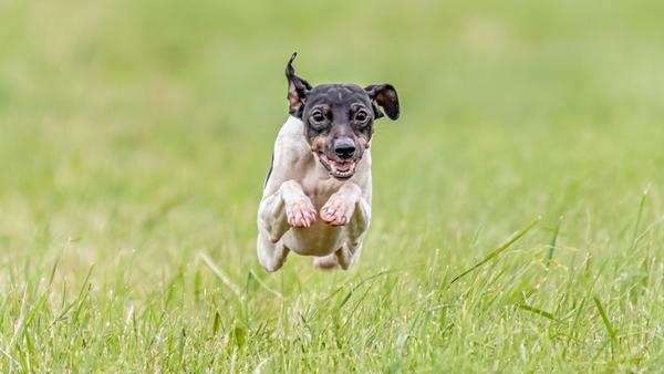 Find Japanese Terrier puppies for sale near Wisconsin