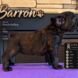 Barron (Fluffy) - Liver male French Bulldog puppy in Holton, Indiana from MoonShine Babies / OZ