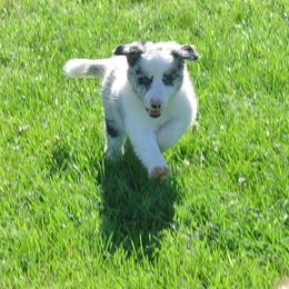 Border Collie Puppies from M and J Farm