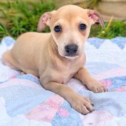 Bellamy - Fawn male Italian Greyhound puppy in Jacksonville, Alabama from Adornare Kennels