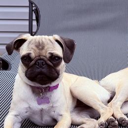 Pugs from RICHIE Farms