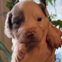 Australian Shepherds and Border Collies from Saturn’s Rising Collies & Aussies