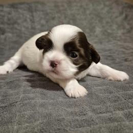 Chocolate and white Parti boy - Liver and white male Shih Tzu puppy in Newark, Ohio from Gemini Kennels