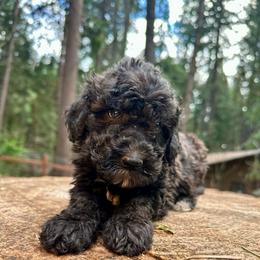 Perseus - Sable male Goldendoodle puppy in Pollock Pines, California from Penny Lane’s Doodles
