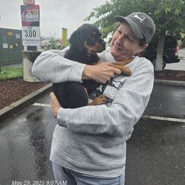 Dark Purple - Black and mahogany female Rottweiler puppy in Lebanon, Oregon from SOUTH SANTIAM ROTTWEILERS