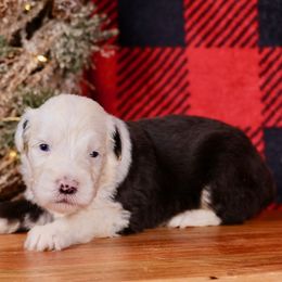 Sugarplum - Gray and white female Old English Sheepdog puppy in Cleveland, Tennessee from Narrow Path Old English & Sheepadoodles
