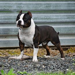 Rex - American Bully