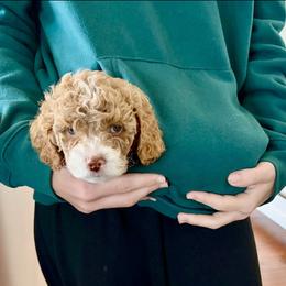 Cockapoo Puppies from Ham’s Cockapoos