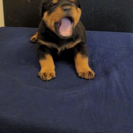 Girl 1 - Rottweiler puppy in Houston, Texas from Wards Pups