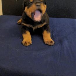 Girl 1 - Rottweiler puppy in Houston, Texas from Wards Pups