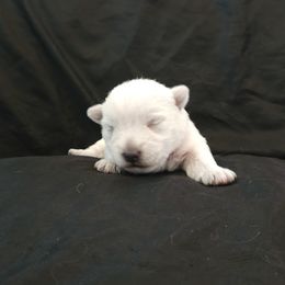 Paris- Pastel - White female West Highland White Terrier puppy in Toronto, Ohio from Shekinah’s Mi-Kis & Cricket Hill’s Westies