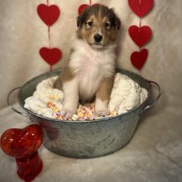Vecna - Sable male Collie puppy in Chilhowie, Virginia from Jolly Collies