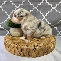 Latigo - Blue merle male Miniature American Shepherd puppy in Clinton, Missouri from Mockingbirds American Minis