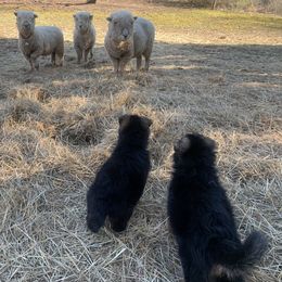 German Shepherd Puppies from Grand Lux German Shepherds