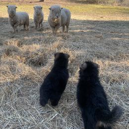 German Shepherd Puppies from Grand Lux German Shepherds